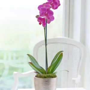 Pink Phalaenopsis Orchid