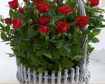 Care for your Bouquet